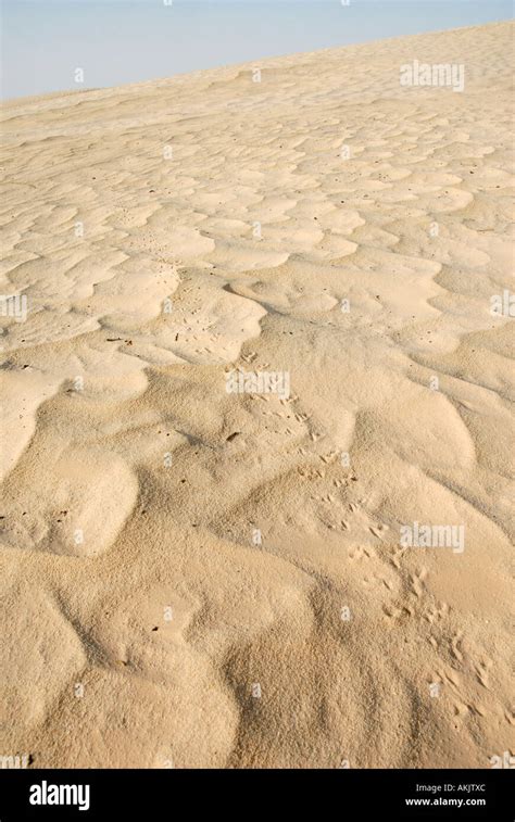 Small Animal Tracks In The Sahara Desert In Southern Tunisia Stock