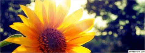 Pretty Sunflower Facebook Timeline Cover Facebook Covers Myfbcovers