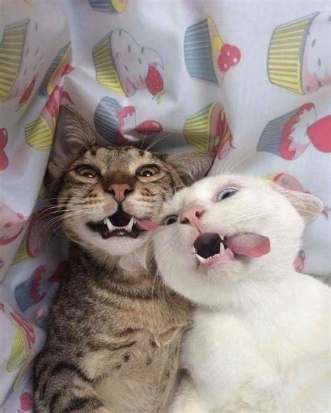 Couple Cats Cat Smile Love Cats Pretty Cats Cat Selfie Funny Cute Cats