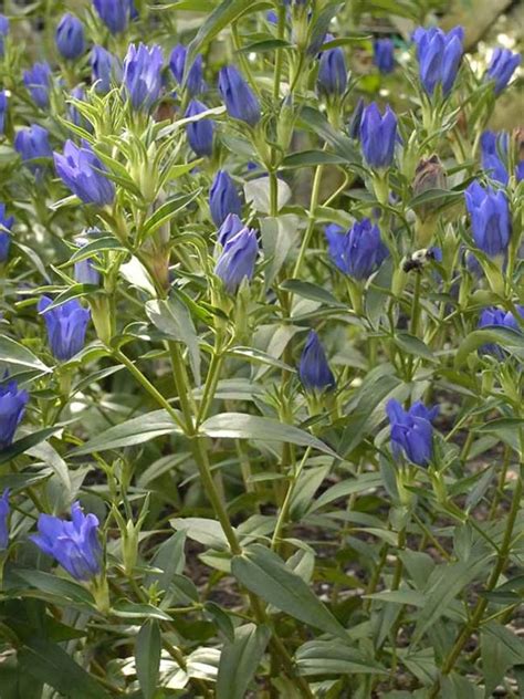 Gentiana True Blue Bluestone Perennials
