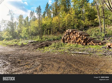 Wood Pile Forest Near Image And Photo Free Trial Bigstock