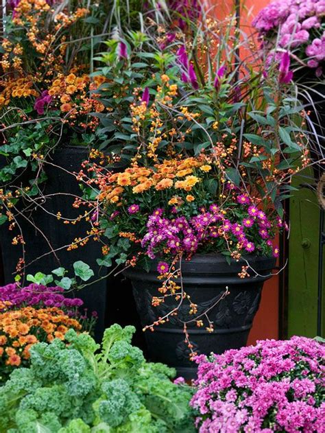 How To Care For Garden Mums The Easiest Guide For Potted Mums When