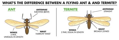 Flying Termites Vs Flying Ants How To Spot The Difference Pestsguide