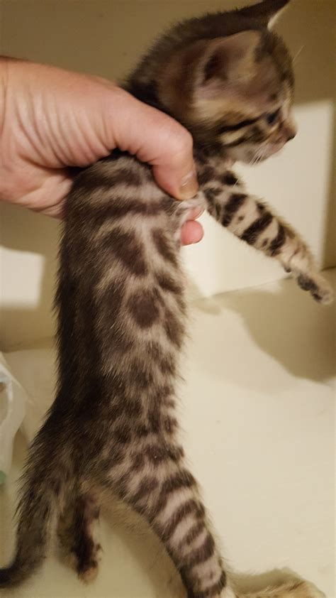 Just because a bengal has a coat similar to a leopard does not mean that it is as wild as the predator. Bengal Cats For Sale | Victoria, TX #239284 | Petzlover