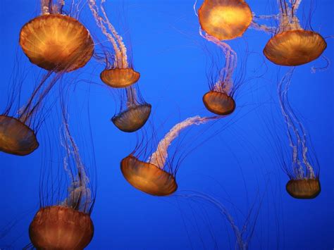 Animal Wildlife Jellyfish Nature 720p Floating On Water Floating