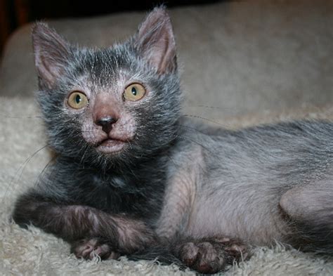 Rise Of The Werewolf Cats A New Breed Is Born Featured Creature