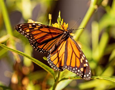 Monarch 8 Female Monarch Butterfly Danaus Plexippus Ta Flickr