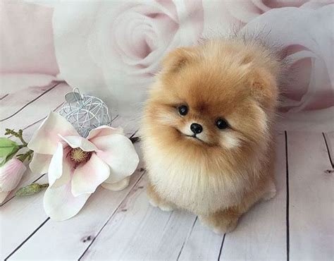 Pomeranian So Cute Pets Lovers