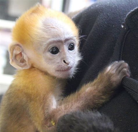 Baby Capuchin Monkeys For Adoption 302 585 3945