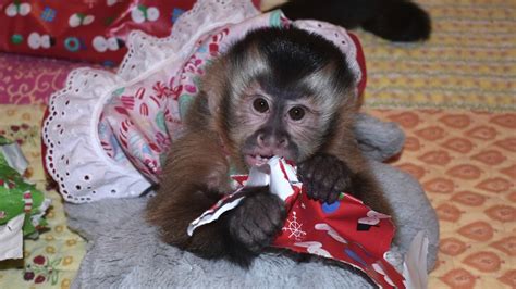 Monkey First Christmas Youtube