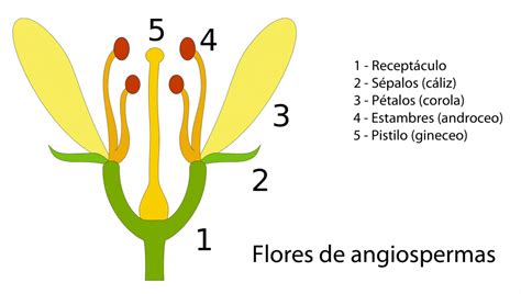 Cuáles son las partes de una flor Curiosoando