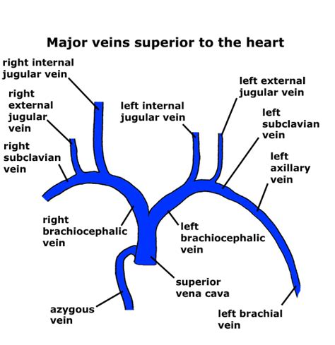 Is The Large Vein That Drains The Head Shoulders And Empties The