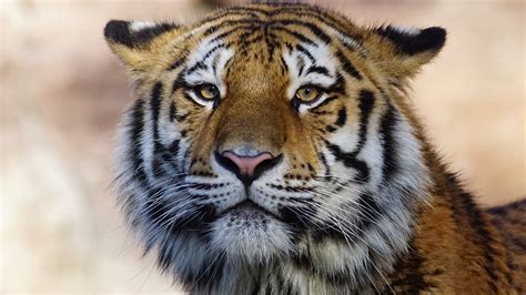 Tiger Wild Animal 4k Hd Animals 4k Wallpapers Images Backgrounds