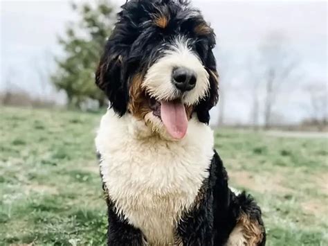 Pros And Cons Of Bernedoodles Owners Guide And Breed Facts The Pet Well
