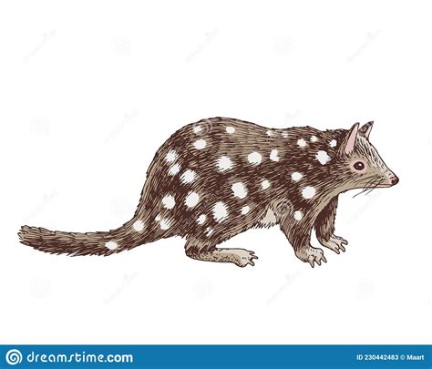 Quoll Vector Illustration Sketch Hand Drawn With Black Lines
