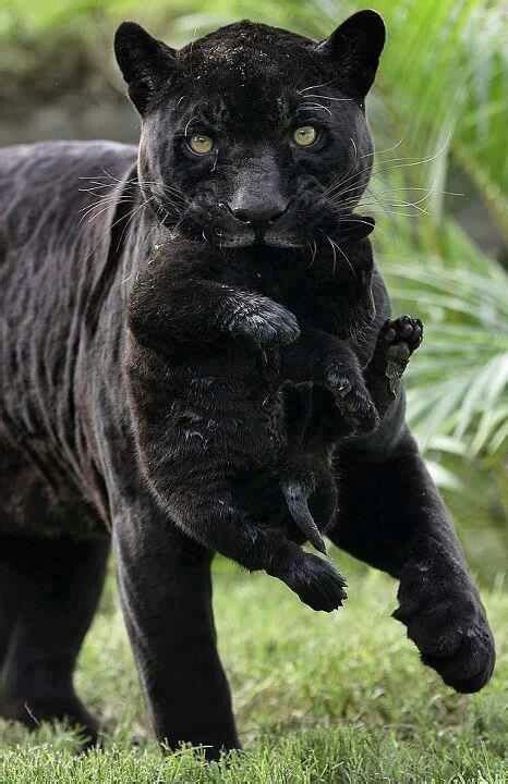 Black Panther And Baby Cuteanimals Pinterest