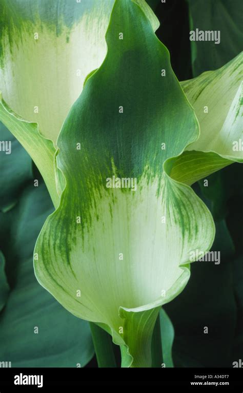 Zantedeschia Aethiopica Green Goddess Arum Lily Stock Photo Alamy