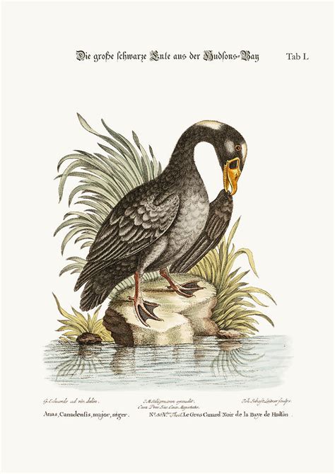 The Great Black Duck From Hudsons Bay Drawing By Splendid Art Prints Fine Art America