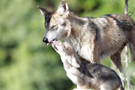 Facts about wolves, gray wolf, arctic wolf, red wolf. US plans to lift protections for gray wolves - FactsWanted