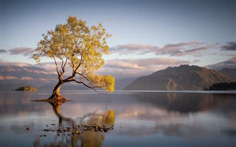 Trees With Water Wallpaper 63 Images