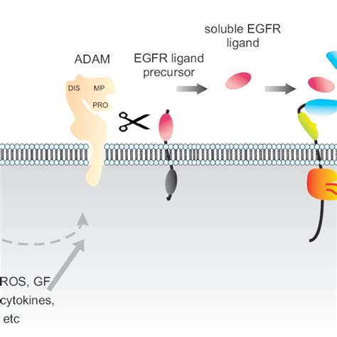 Egfr Structure And Mode Of Activation A Overall Egfr Structure