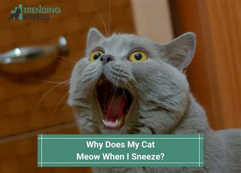 Why Does My Cat Meow When I Sneeze Top Reasons 2024