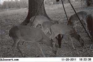 Louisianas 2012 13 Deer Rut Calendar