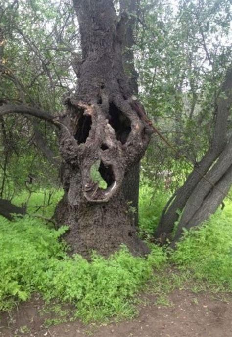 40 Weirdest Discoveries People Stumbled Upon In The Woods Demilked