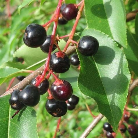 Seeds for Black Cherry | Prunus serotina | Amkha Seed