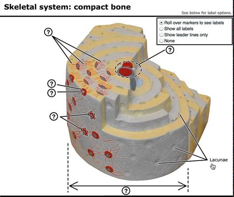 Compact Bone Diagram Lacunae Osteon There Are Three Different Kinds