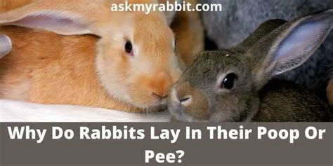 Why Do Rabbits Lay In Their Poop Or Pee