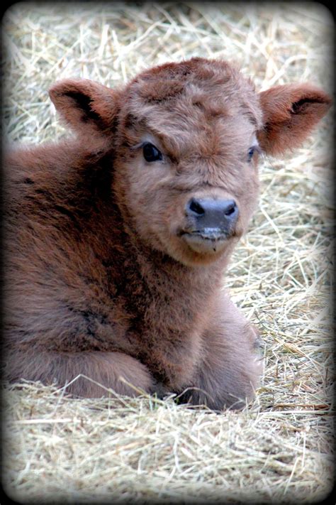 A Fuzzy Baby Brown Cow