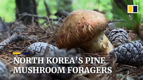 Foraging For Precious Pine Mushrooms On North Koreas Mount Chilbo