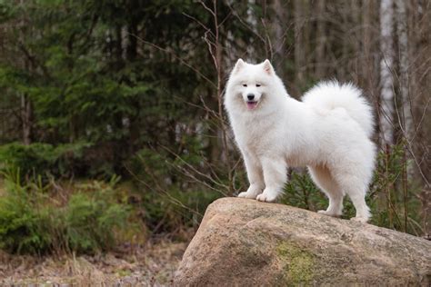 11 Fluffy Dog Breeds That Will Melt Your Heart Instantly Page 3