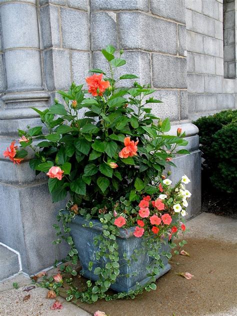 Maybe you would like to learn more about one of these? 44 Best Shrubs for Containers | Best Container Gardening ...