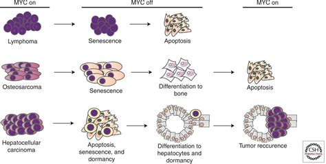 Myc Activation Is A Hallmark Of Cancer Initiation And Maintenance