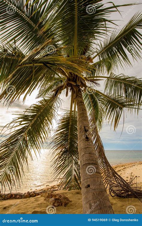 Coconuts Palm Tree On The Sand Beach In Sunset Close Up Stock Image