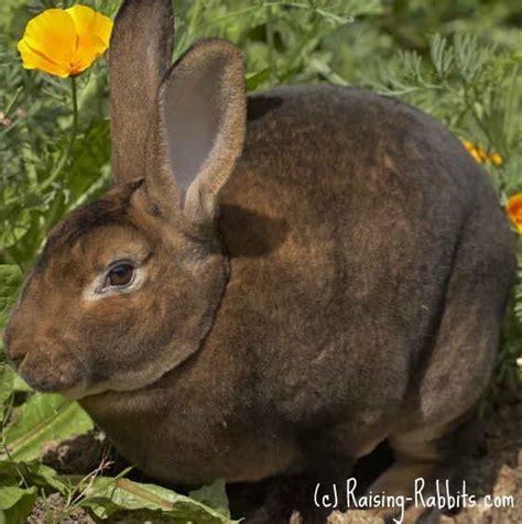 D Locus Rabbit Colors Rabbit Coat Color Genetics Information Rabbit