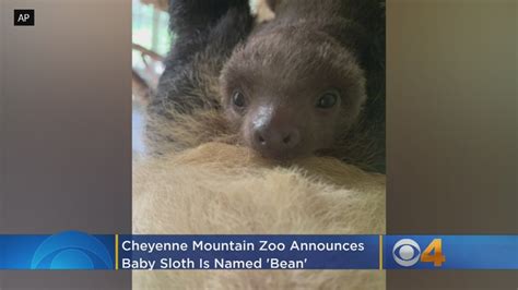 Hello Bean Cheyenne Mountain Zoo Announces Name Of Baby Sloth Youtube