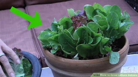 How to keep a living lettuce alive. 3 Ways to Grow Lettuce Indoors - wikiHow