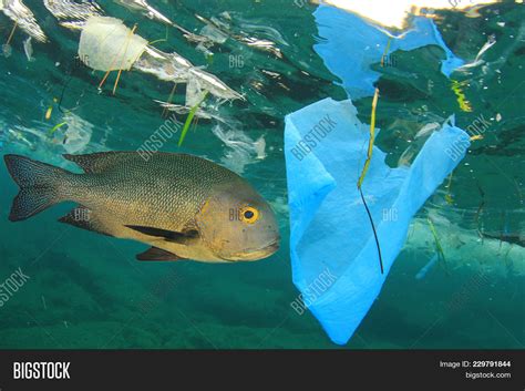 Fish Swims Among Image And Photo Free Trial Bigstock
