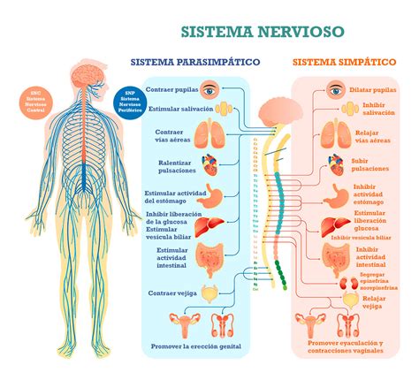 El Sistema Nervioso Aut Nomo Organizaci N Y Funciones Saluteca