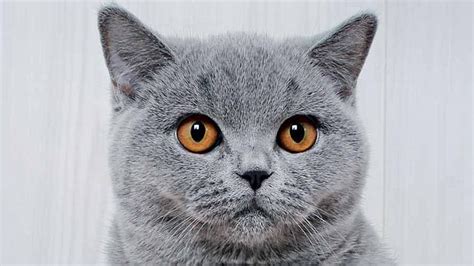 Black cat in water colours. British Shorthair - Price, Personality, Lifespan