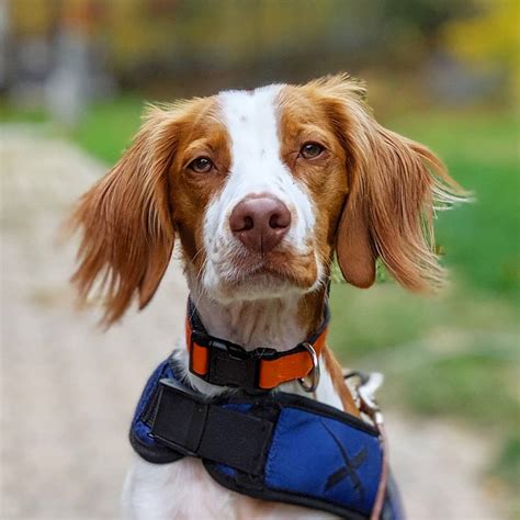 14 Cool Facts About Brittany Spaniels Page 2 Of 4 Petpress