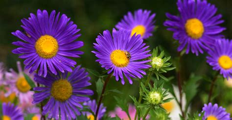 Aster Flowers Our Featured Plant Of The Month