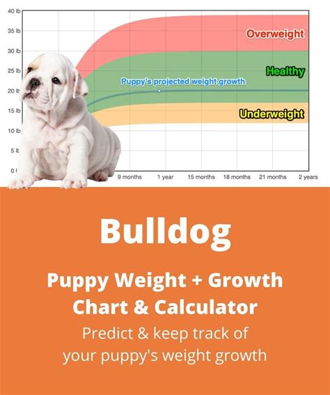 English Bulldog Weightgrowth Chart 2024 How Heavy Will My English