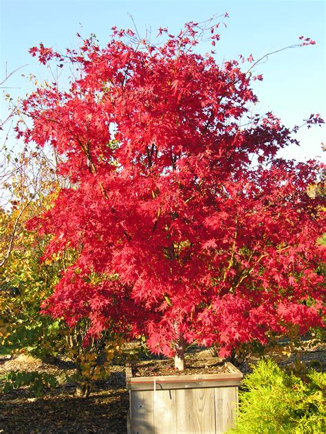 Osakazuki Japanese Maple Katsura Gardens