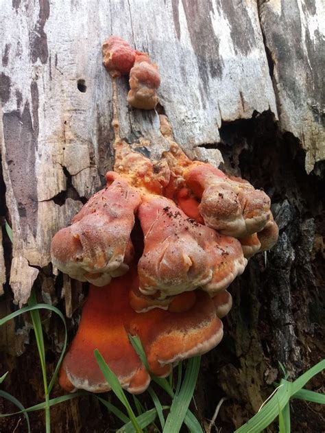 Laetiporus Sulphureus Chicken Of The Woods Mushrooms Fungi Nature