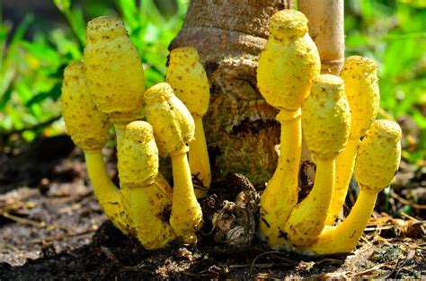 See the following url from the mississippi state university extension service Leucocoprinus birnbaumii | Mushroom fungi, Stuffed ...