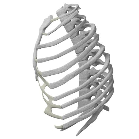 Anatomy Human Rib Cage By Francescomilanese85 3docean